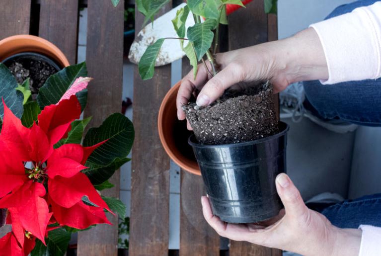 pasi pentru plantare craciunita 